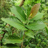 nguyễn viết ba