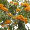 Blooming