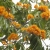 Blooming